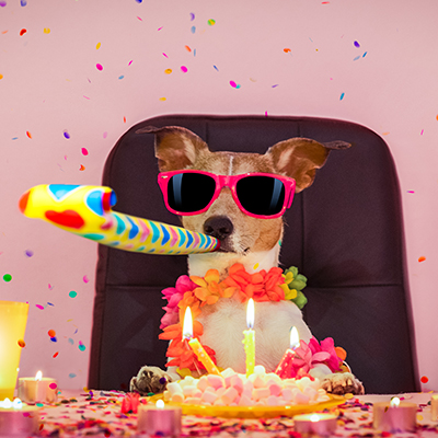A dog sitting on a chair blowing a party blower