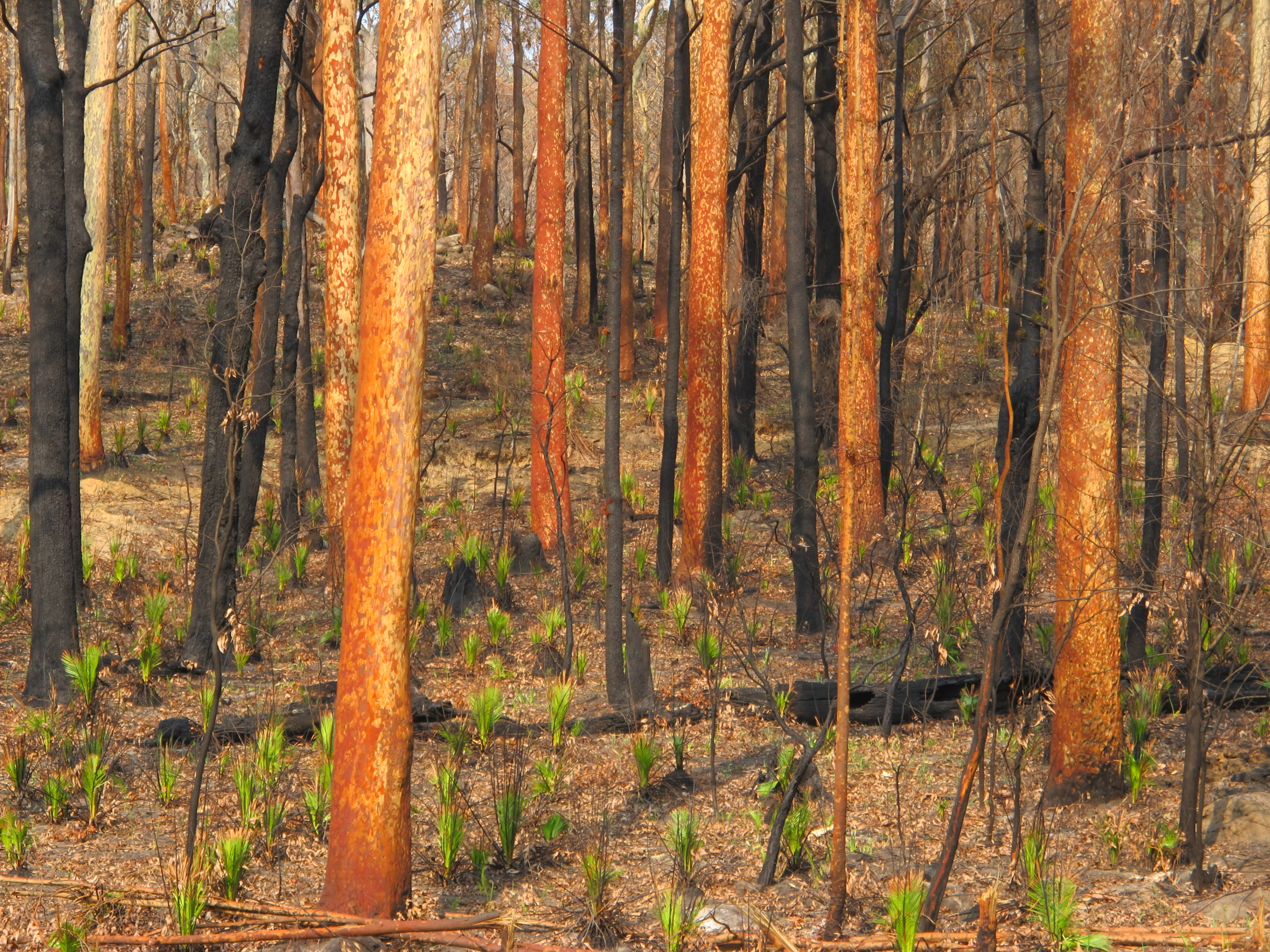 a forrest of tree trunks in various stages of recovery from bushfire